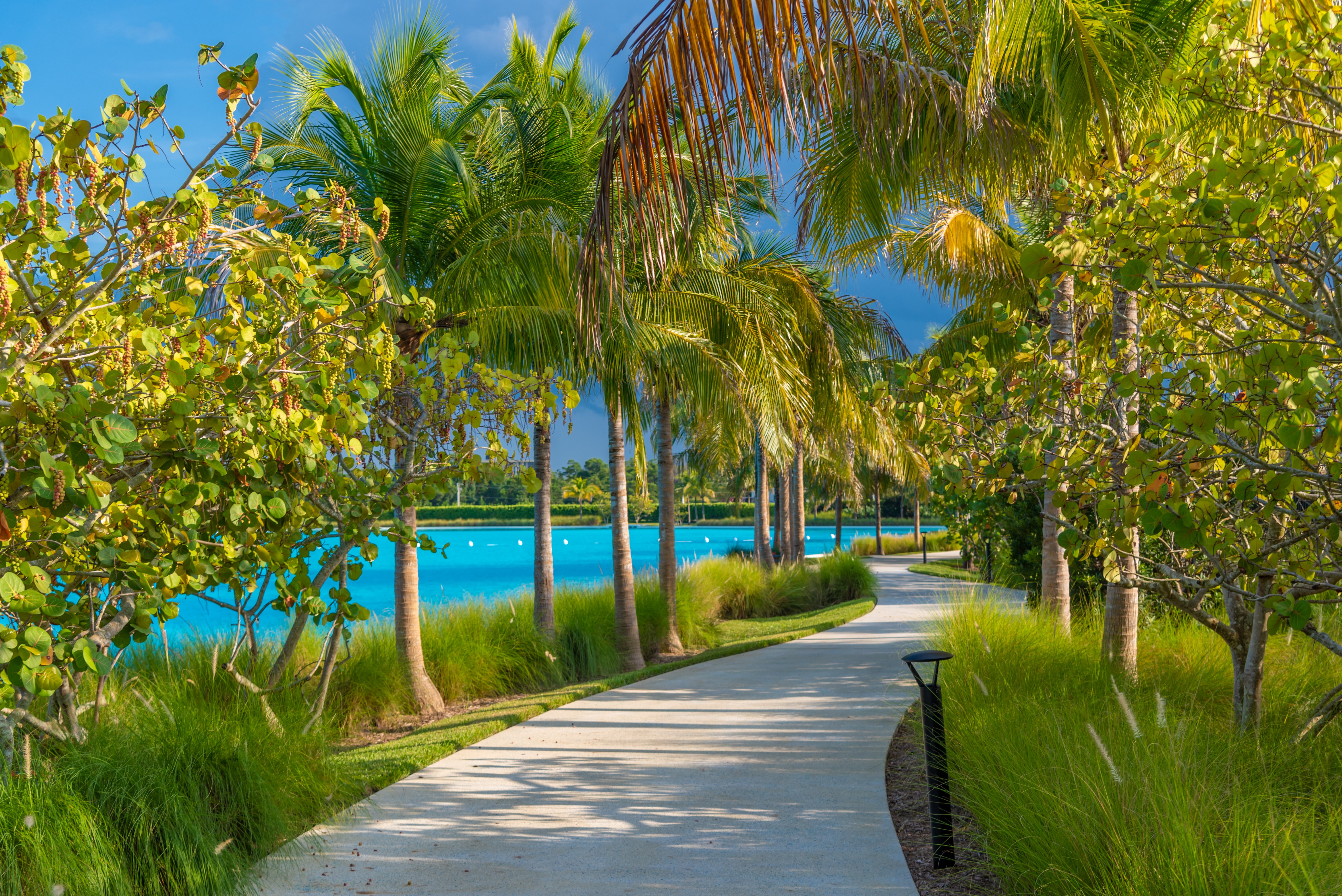 A walkway with trees and a body of water.